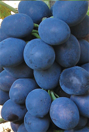 Moldava Moldava