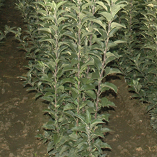 Agro-Zujin Agro-Zujin