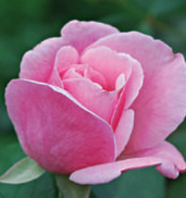 Elizabeta Elizabeta