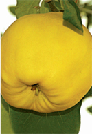 Leskovačka Leskovačka