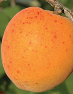 Roksana Roksana