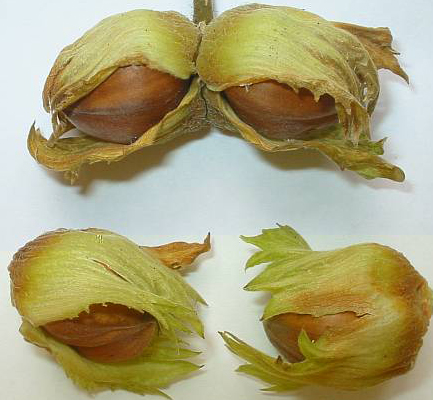 Tonda Gentile delle Langhe Tonda Gentile delle Langhe